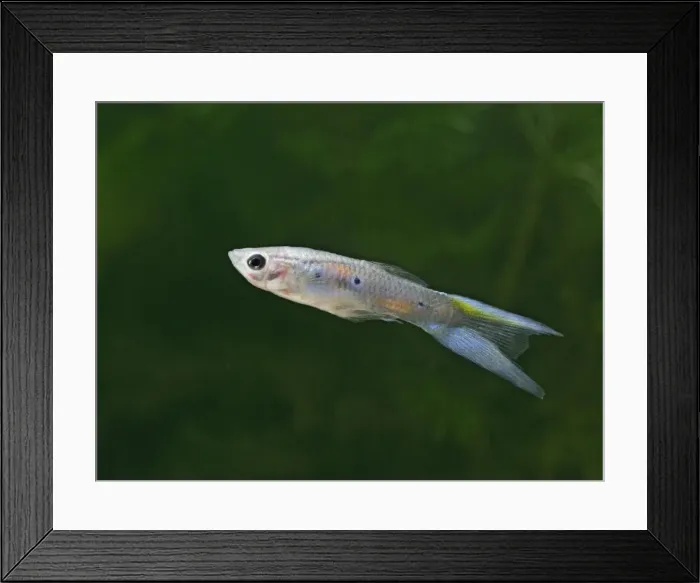 Framed Print : Guppy / Millionfish - male- tropical freshwater – variant - originally South & Central America 002733 Framed Print : Guppy / Millionfish - male- tropical freshwater – variant - originally South & Central America 002733