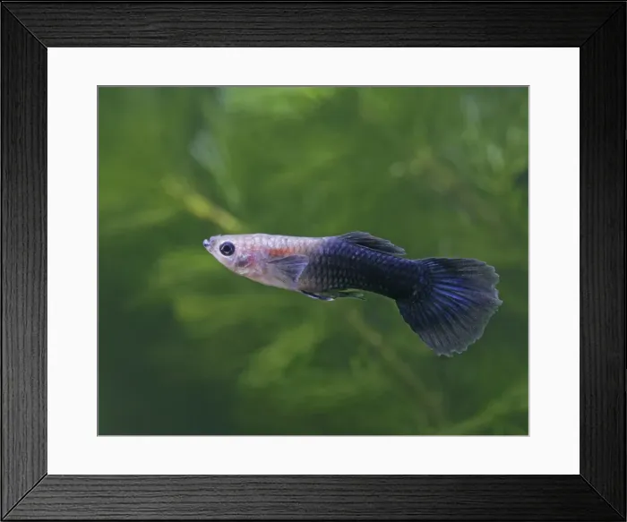 Framed Print : Guppy / Millionfish - male - tropical freshwater – variant - originally South & Central America 002730 Framed Print : Guppy / Millionfish - male - tropical freshwater – variant - originally South & Central America 002730