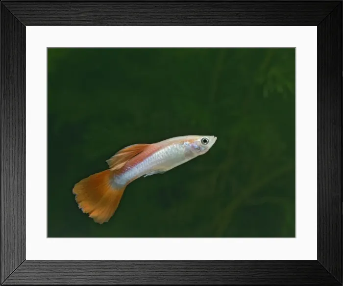 Framed Print : Guppy / Millionfish - male - tropical freshwater – variant - originally South & Central America 002728 Framed Print : Guppy / Millionfish - male - tropical freshwater – variant - originally South & Central America 002728