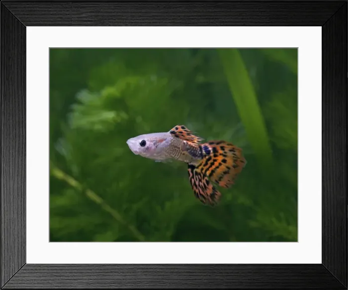 Framed Print : Guppy / Millionfish - male- tropical freshwater – variant - originally South & Central America 002723 Framed Print : Guppy / Millionfish - male- tropical freshwater – variant - originally South & Central America 002723
