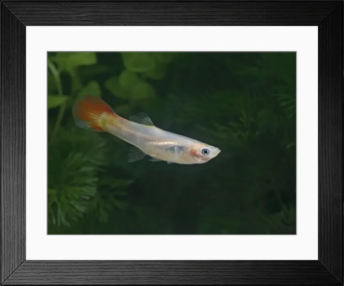Framed Print : Guppy / Millionfish - female- tropical freshwater – variant - originally South & Central America 002721 Framed Print : Guppy / Millionfish - female- tropical freshwater – variant - originally South & Central America 002721
