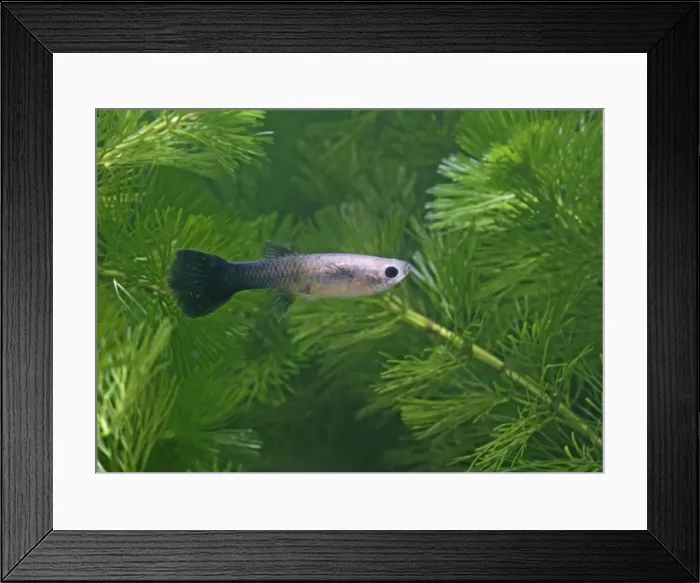 Framed Print : Guppy / Millionfish - female- tropical freshwater – variant - originally South & Central America 002720 Framed Print : Guppy / Millionfish - female- tropical freshwater – variant - originally South & Central America 002720