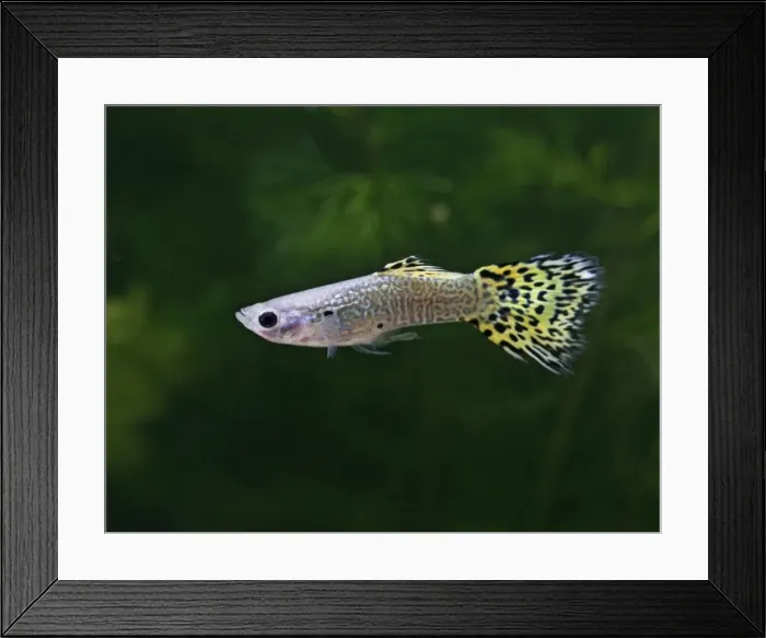 Framed Print : Guppy / Millionfish – lemon snakeskin male - tropical freshwater – variant - originally South & Central America 002717 Framed Print : Guppy / Millionfish – lemon snakeskin male - tropical freshwater – variant - originally South & Central America 002717