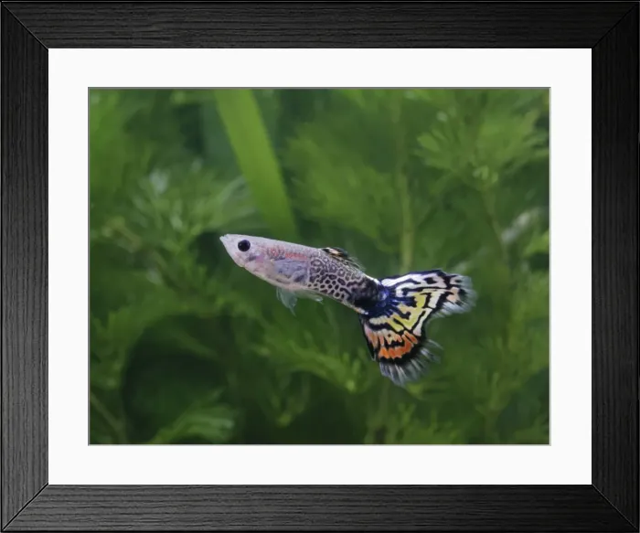 Framed Print : Guppy / Millionfish - metallic peacock male - tropical freshwater – variant - originally South & Central America 002715 Framed Print : Guppy / Millionfish - metallic peacock male - tropical freshwater – variant - originally South & Central America 002715