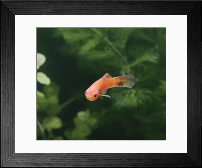 Framed Print : Speckled wagtail swordtail – front view female - tropical freshwater – variant 002712 Framed Print : Speckled wagtail swordtail – front view female - tropical freshwater – variant 002712