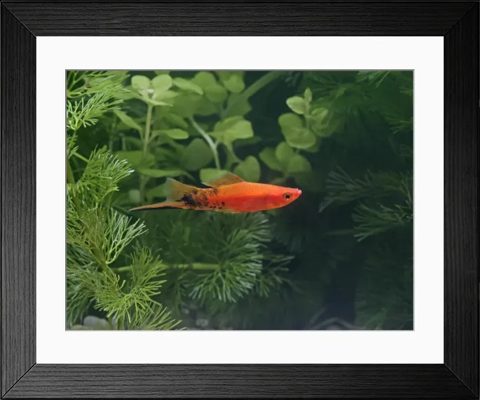 Framed Print : Speckled wagtail swordtail – side view male - tropical freshwater – variant 002710 Framed Print : Speckled wagtail swordtail – side view male - tropical freshwater – variant 002710