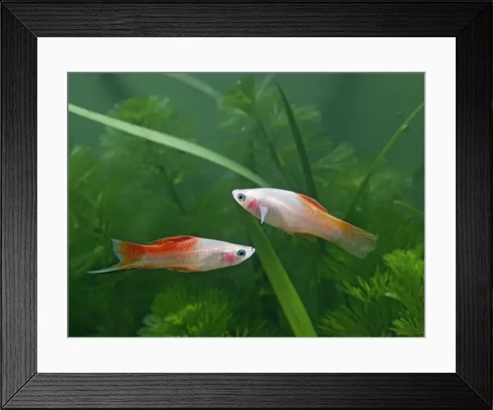 Framed Print : Pineapple swordtail – side view pair - tropical freshwater – variant 002708 Framed Print : Pineapple swordtail – side view pair - tropical freshwater – variant 002708