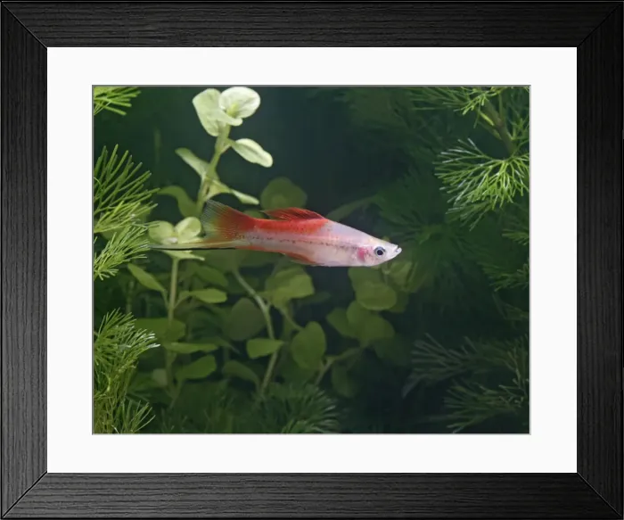 Framed Print : Pineapple swordtail – side view male- tropical freshwater – variant 002707 Framed Print : Pineapple swordtail – side view male- tropical freshwater – variant 002707