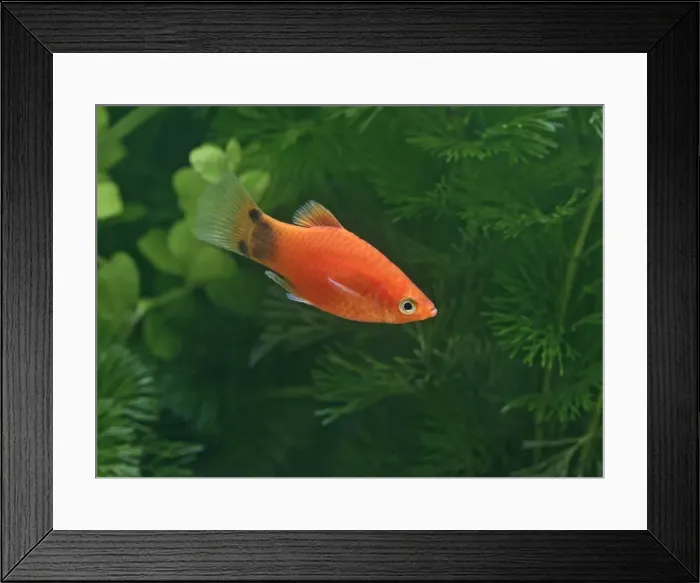 Framed Print : Mickey mouse molly – side view male - tropical freshwater - variant 002704 Framed Print : Mickey mouse molly – side view male - tropical freshwater - variant 002704
