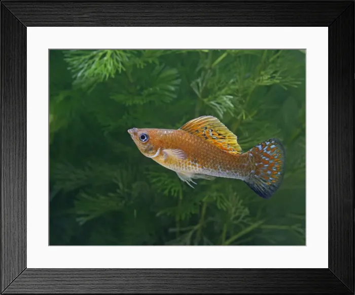 Framed Print : Green copper molly – side view male - tropical freshwater - variant 002697 Framed Print : Green copper molly – side view male - tropical freshwater - variant 002697