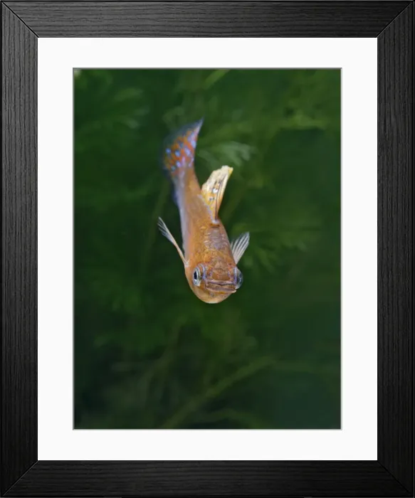 Framed Print : Green copper molly – front view male - tropical freshwater - variant 002696 Framed Print : Green copper molly – front view male - tropical freshwater - variant 002696