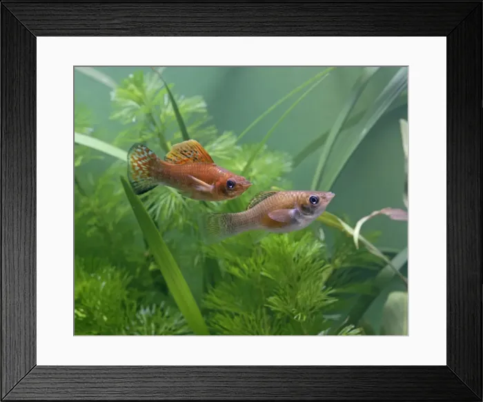 Framed Print : Green copper molly – side view pair - tropical freshwater - variant 002694 Framed Print : Green copper molly – side view pair - tropical freshwater - variant 002694