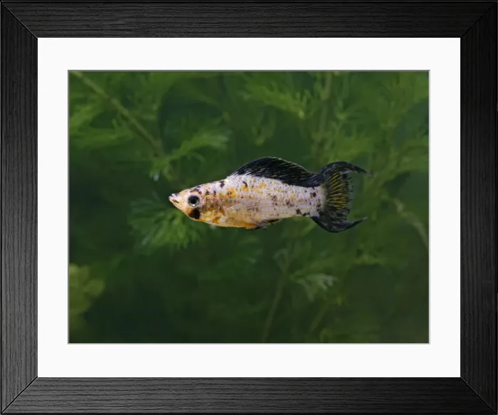 Framed Print : Red leopard lyretail molly – side view- tropical freshwater - variant 002692 Framed Print : Red leopard lyretail molly – side view- tropical freshwater - variant 002692