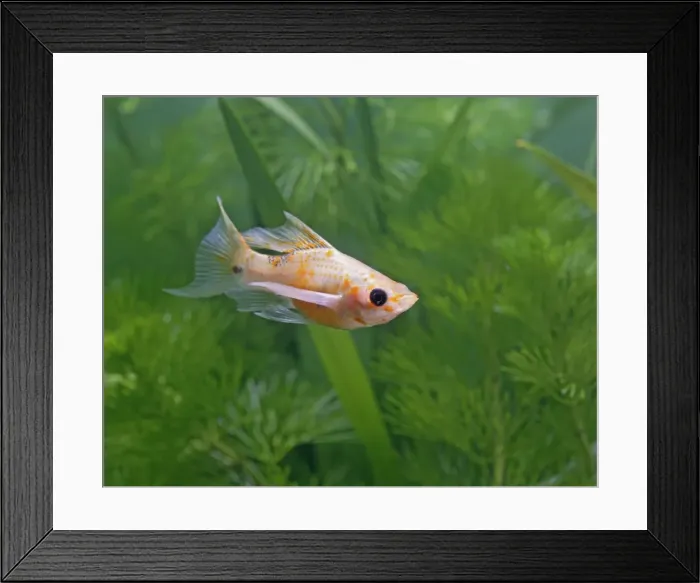 Framed Print : Red leopard lyretail molly – side view - tropical freshwater - variant 002689 Framed Print : Red leopard lyretail molly – side view - tropical freshwater - variant 002689