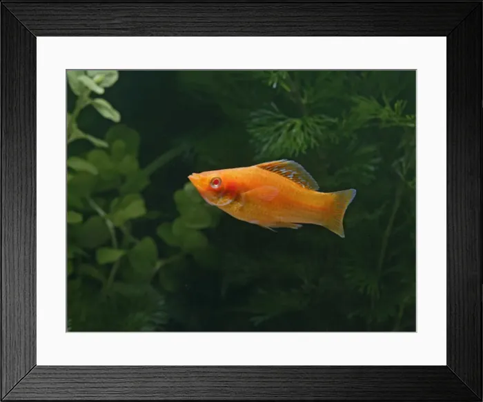 Framed Print : Red molly – side view- tropical freshwater - variant 002677 Framed Print : Red molly – side view- tropical freshwater - variant 002677