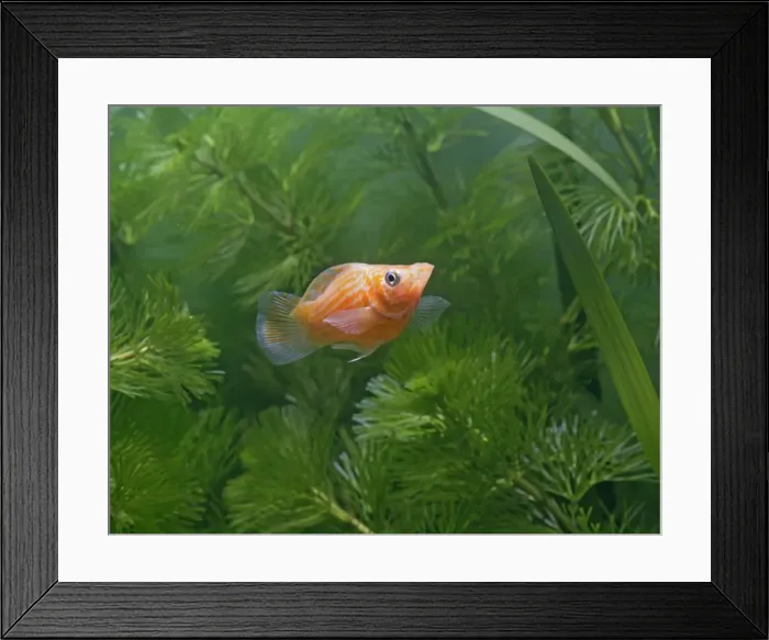 Framed Print : Baloon molly – male side view - tropical freshwater - variant 002674 Framed Print : Baloon molly – male side view - tropical freshwater - variant 002674