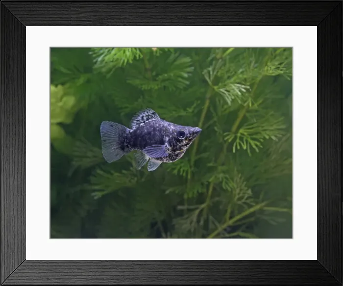Framed Print : Baloon molly – female side view- tropical freshwater - variant 002670 Framed Print : Baloon molly – female side view- tropical freshwater - variant 002670
