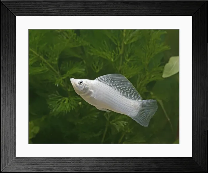 Framed Print : Silver sailfin molly – male side view- tropical freshwater - variant 002664 Framed Print : Silver sailfin molly – male side view- tropical freshwater - variant 002664
