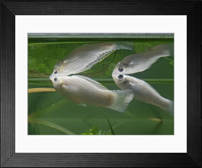 Framed Print : Silver sailfin molly – pair side view – showing reflections - tropical freshwater - variant 002662 Framed Print : Silver sailfin molly – pair side view – showing reflections - tropical freshwater - variant 002662
