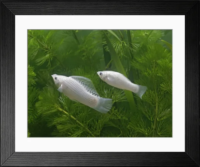 Framed Print : Silver sailfin molly – pair side view - tropical freshwater - variant 002660 Framed Print : Silver sailfin molly – pair side view - tropical freshwater - variant 002660
