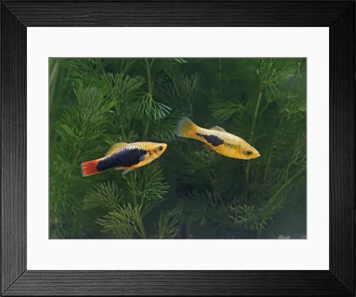 Framed Print : Green variatus platy – pair side view- tropical freshwater - variant 002659 Framed Print : Green variatus platy – pair side view- tropical freshwater - variant 002659