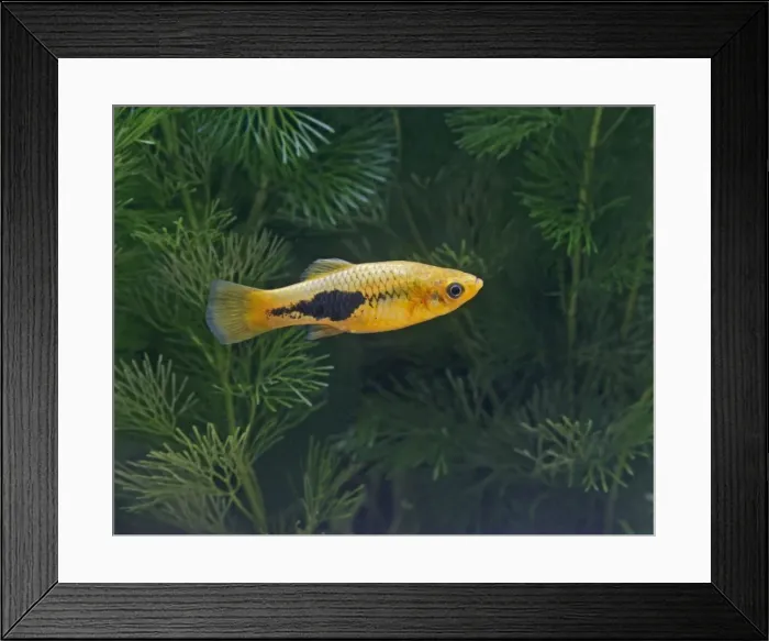 Framed Print : Green variatus platy – female side view - tropical freshwater - variant 002657 Framed Print : Green variatus platy – female side view - tropical freshwater - variant 002657