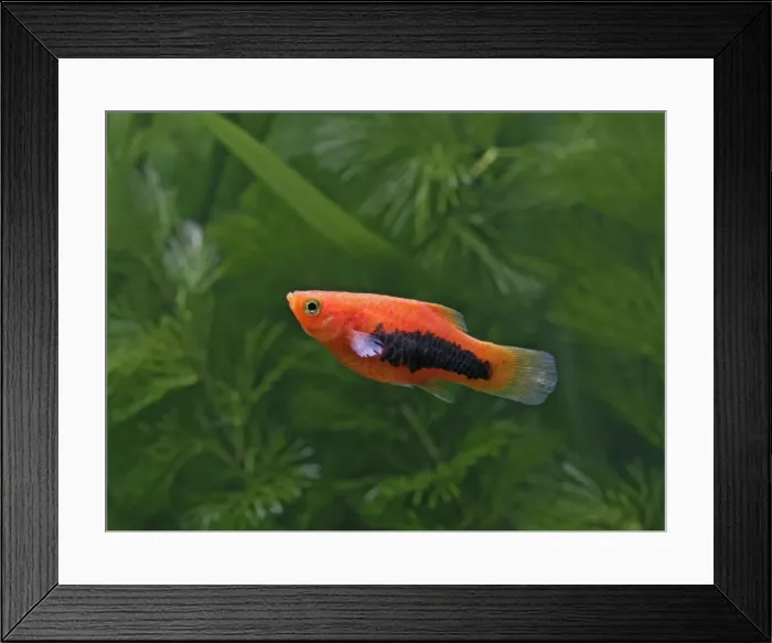Framed Print : Tuxedo platy – side view - tropical freshwater - variant 002650 Framed Print : Tuxedo platy – side view - tropical freshwater - variant 002650