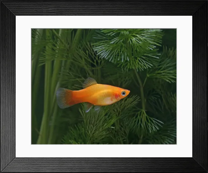 Framed Print : Sunset platy – side view - tropical freshwater - variant 002643 Framed Print : Sunset platy – side view - tropical freshwater - variant 002643