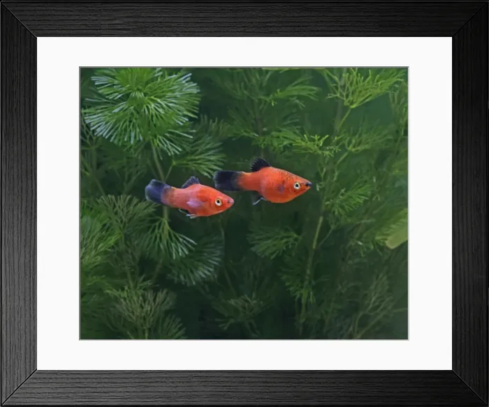 Framed Print : Red wagtail platy – side view - pair - tropical freshwater - variant 002642 Framed Print : Red wagtail platy – side view - pair - tropical freshwater - variant 002642