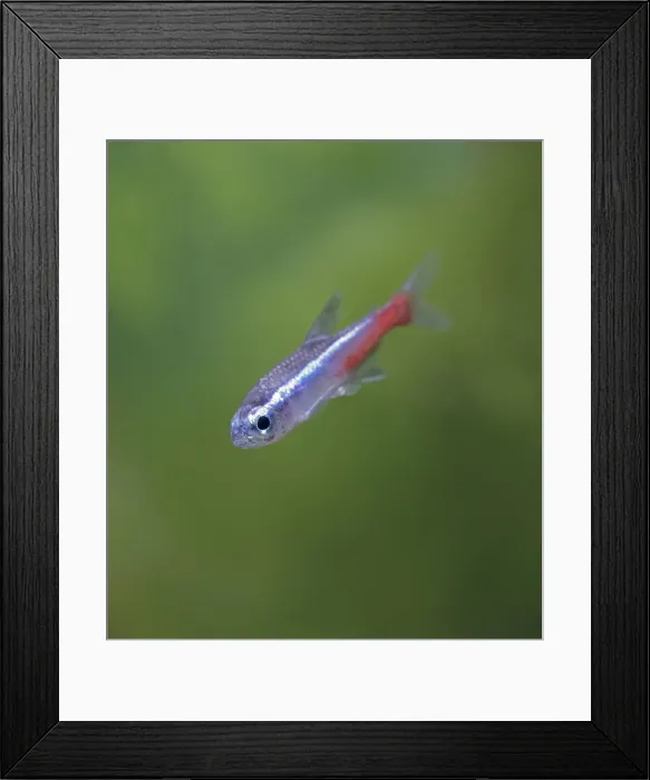 Framed Print : Neon tetra – side view, tropical freshwater South America Framed Print : Neon tetra – side view, tropical freshwater South America