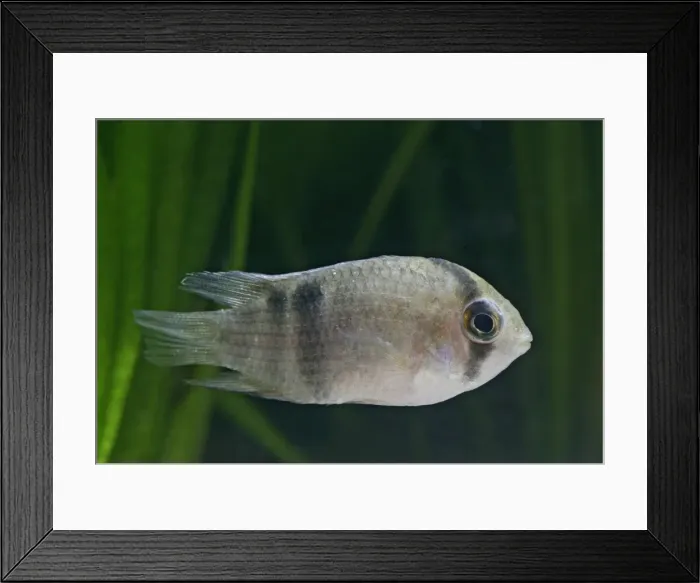 Framed Print : Keyhole cichlid – side view, tropical freshwater Guyana Framed Print : Keyhole cichlid – side view, tropical freshwater Guyana