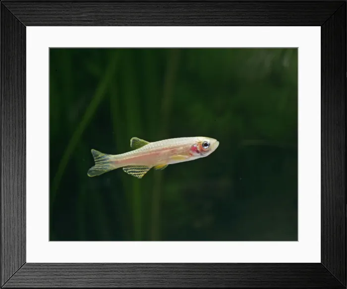 Framed Print : Golden long finned danio – side view, tropical freshwater, morph of B rerio 002765 Framed Print : Golden long finned danio – side view, tropical freshwater, morph of B rerio 002765