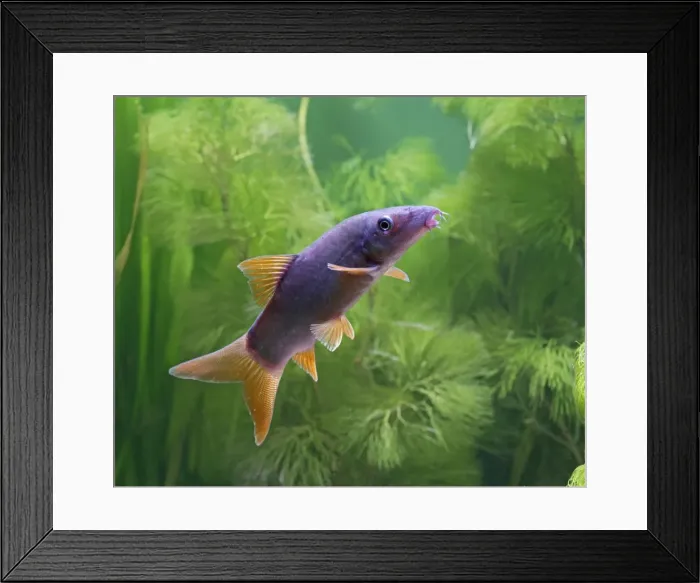 Framed Print : Red tailed blue botia / Orange finned loach – - side view, tropical freshwater, dye injected specimen SE Asia 002767 Framed Print : Red tailed blue botia / Orange finned loach – - side view, tropical freshwater, dye injected specimen SE Asia 002767