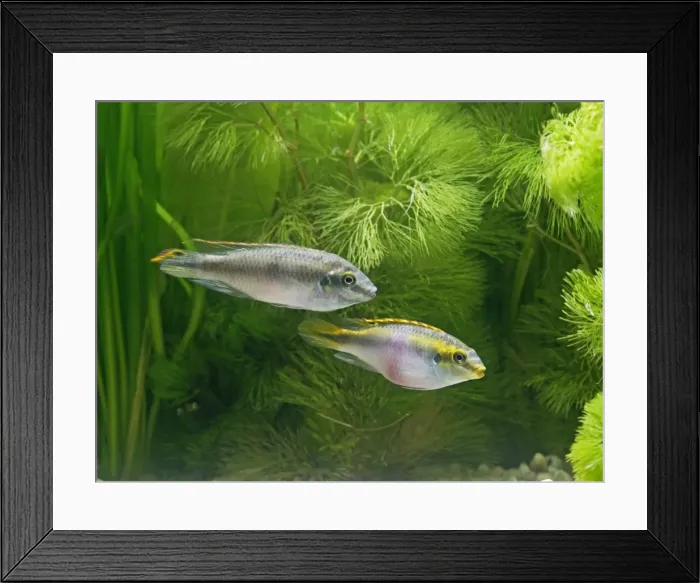 Framed Print : Kribensis / Purple cichlid – side view of pair, tropical freshwater Nigeria 002779 Framed Print : Kribensis / Purple cichlid – side view of pair, tropical freshwater Nigeria 002779