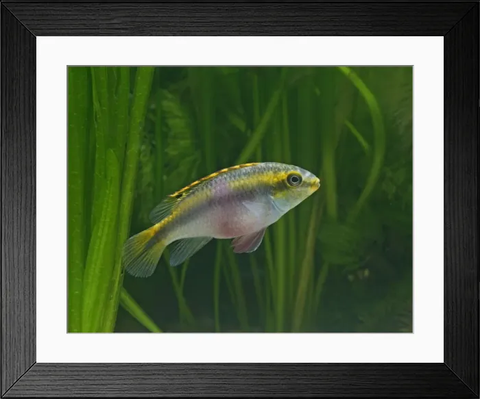 Framed Print : Kribensis / Purple cichlid – side view, tropical freshwater Nigeria 002785 Framed Print : Kribensis / Purple cichlid – side view, tropical freshwater Nigeria 002785