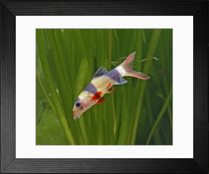 Framed Print : Clown loach / Tiger loach – side view, tropical freshwaters E Asia 002790 Framed Print : Clown loach / Tiger loach – side view, tropical freshwaters E Asia 002790