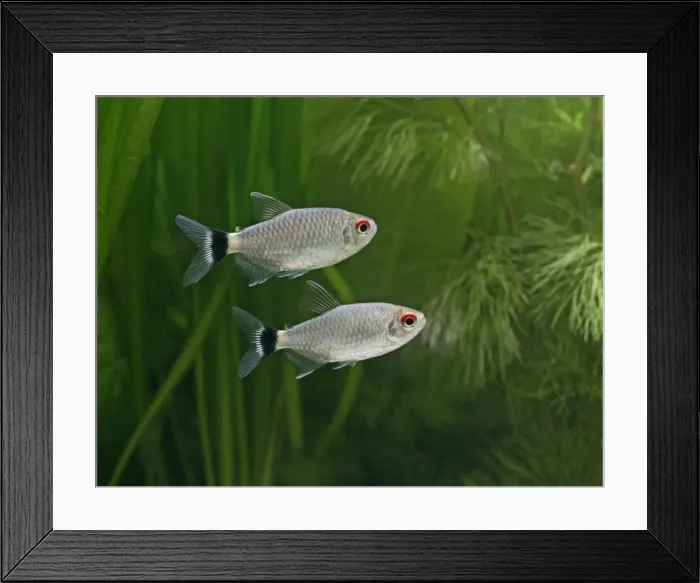 Framed Print : Red eyed tetra / Yellow banded moenkhausia – side view tropical freshwaters America 002791 Framed Print : Red eyed tetra / Yellow banded moenkhausia – side view tropical freshwaters America 002791