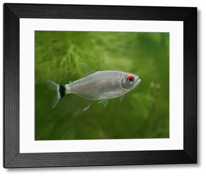 Framed Print : Red eyed tetra / Yellow banded moenkhausia – side view, tropical freshwaters America 002795 Framed Print : Red eyed tetra / Yellow banded moenkhausia – side view, tropical freshwaters America 002795