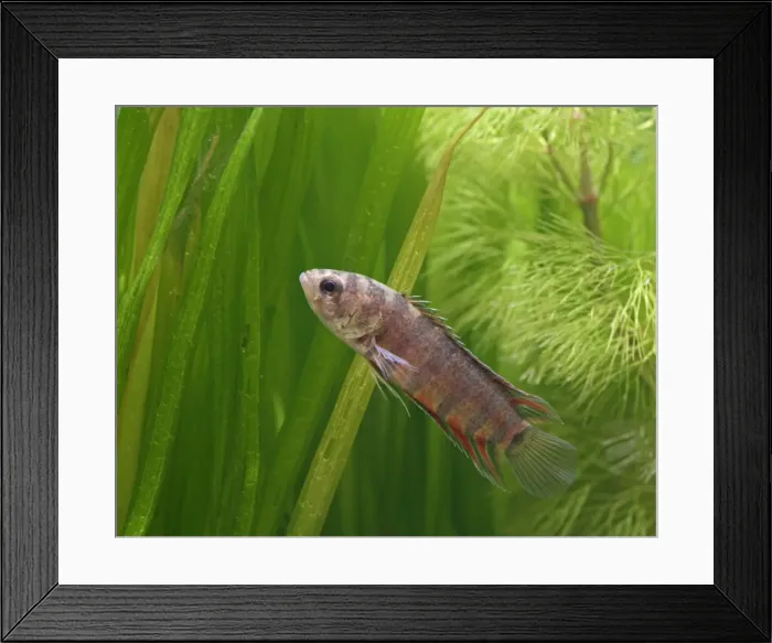 Framed Print : Ornate ctenopoma - side view, tropical freshwater Zaire 002799