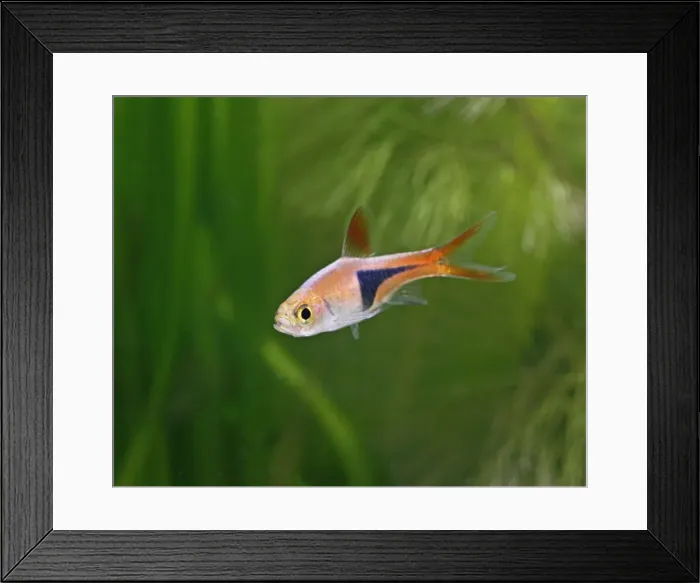 Framed Print : Harlequin rasbora / Purple harlequin – side view, tropical freshwaters E Asia 002802 Framed Print : Harlequin rasbora / Purple harlequin – side view, tropical freshwaters E Asia 002802