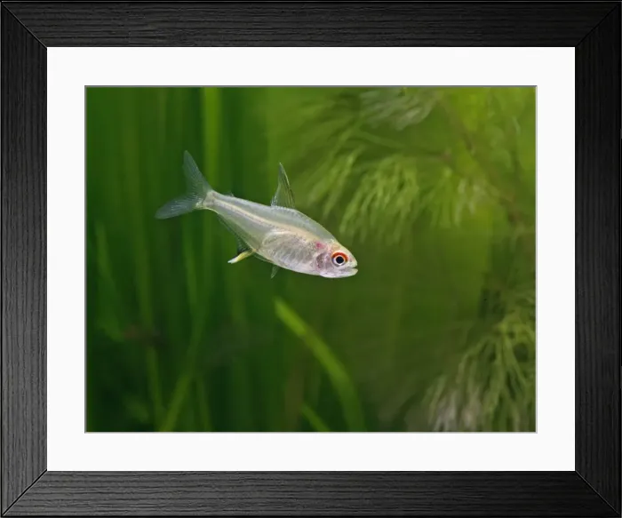 Framed Print : Lemon tetra – side view, tropical freshwater Brazil 002808 Framed Print : Lemon tetra – side view, tropical freshwater Brazil 002808