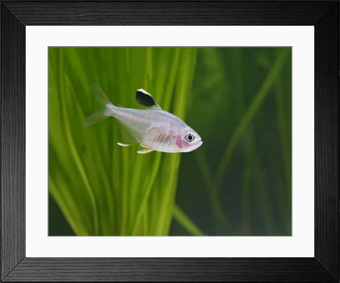 Framed Print : Rosy tetra – side view, tropical freshwaters America 002813 Framed Print : Rosy tetra – side view, tropical freshwaters America 002813