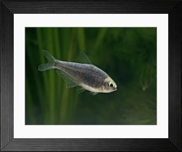 Framed Print : Black emperor tetra – side view, tropical freshwater Columbia 002815 Framed Print : Black emperor tetra – side view, tropical freshwater Columbia 002815
