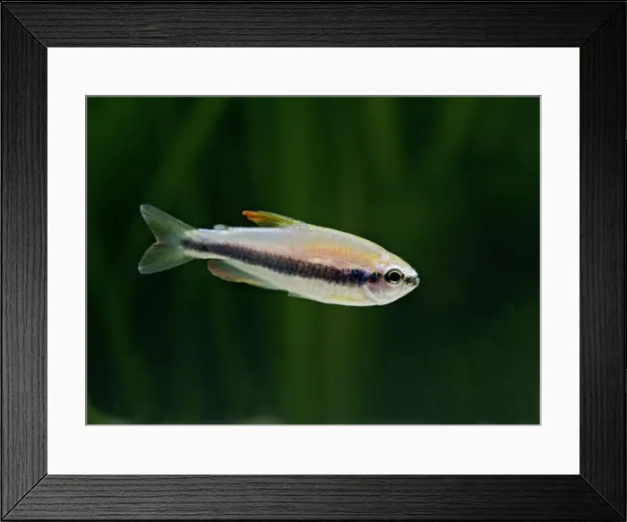 Framed Print : Purple emporer tetra – side view, tropical freshwater Amazon 002825 Framed Print : Purple emporer tetra – side view, tropical freshwater Amazon 002825