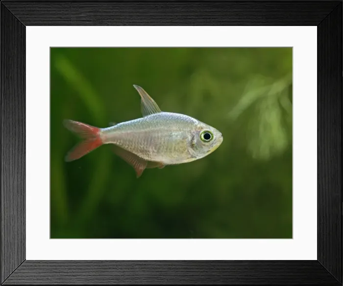 Framed Print : Columbian red fin tetra – side view, tropical freshwater Columbia 002834
