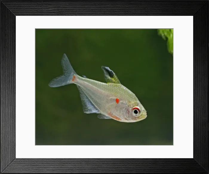 Framed Print : Bleeding heart tetra – side view, tropical freshwater Amazon 002836 Framed Print : Bleeding heart tetra – side view, tropical freshwater Amazon 002836
