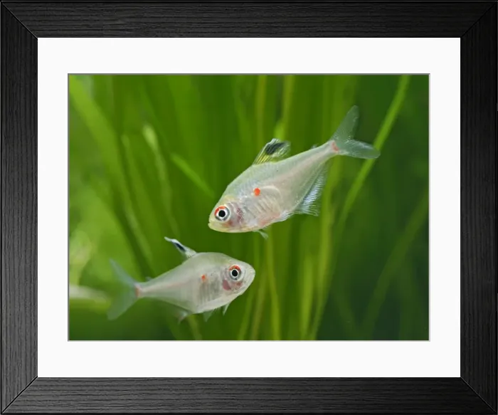 Framed Print : Bleeding heart tetras – side view, tropical freshwater Amazon 002837 Framed Print : Bleeding heart tetras – side view, tropical freshwater Amazon 002837