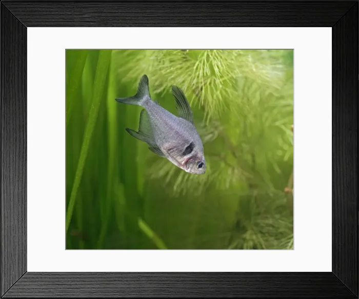 Framed Print : Black phantom tetra – side view, tropical freshwater Brazil 002839 Framed Print : Black phantom tetra – side view, tropical freshwater Brazil 002839