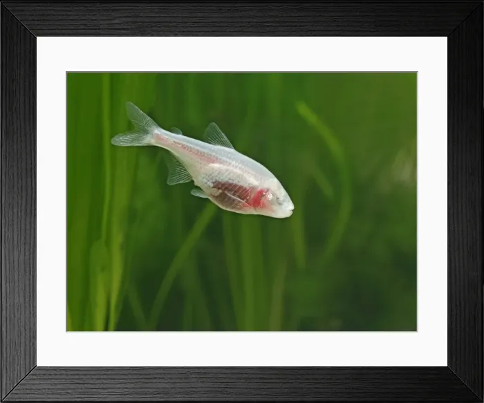 Framed Print : Blind cave tetra – side view, tropical freshwater Central America 002843 Framed Print : Blind cave tetra – side view, tropical freshwater Central America 002843