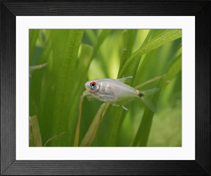Framed Print : Head and tail light tetra – side view, tropical freshwater Amazon 002847 Framed Print : Head and tail light tetra – side view, tropical freshwater Amazon 002847